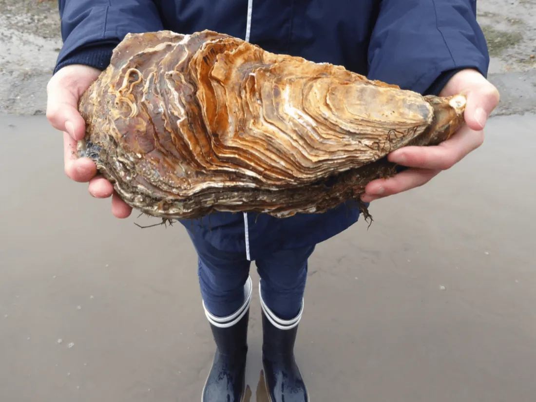 Cette huître finistérienne est désormais la plus grosse au monde.