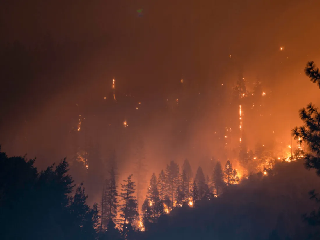 Incendie forêt