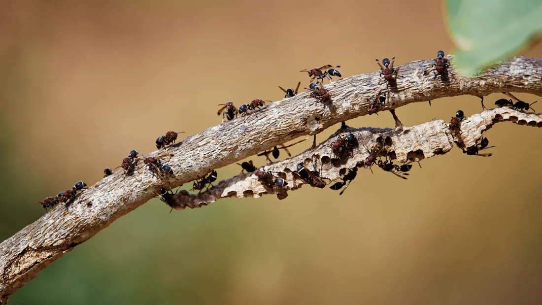 Insectes