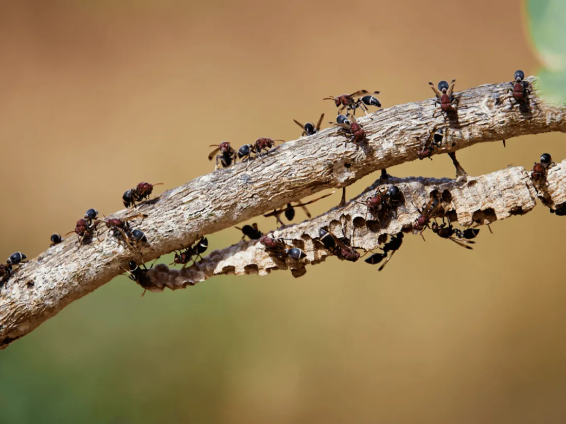 Insectes