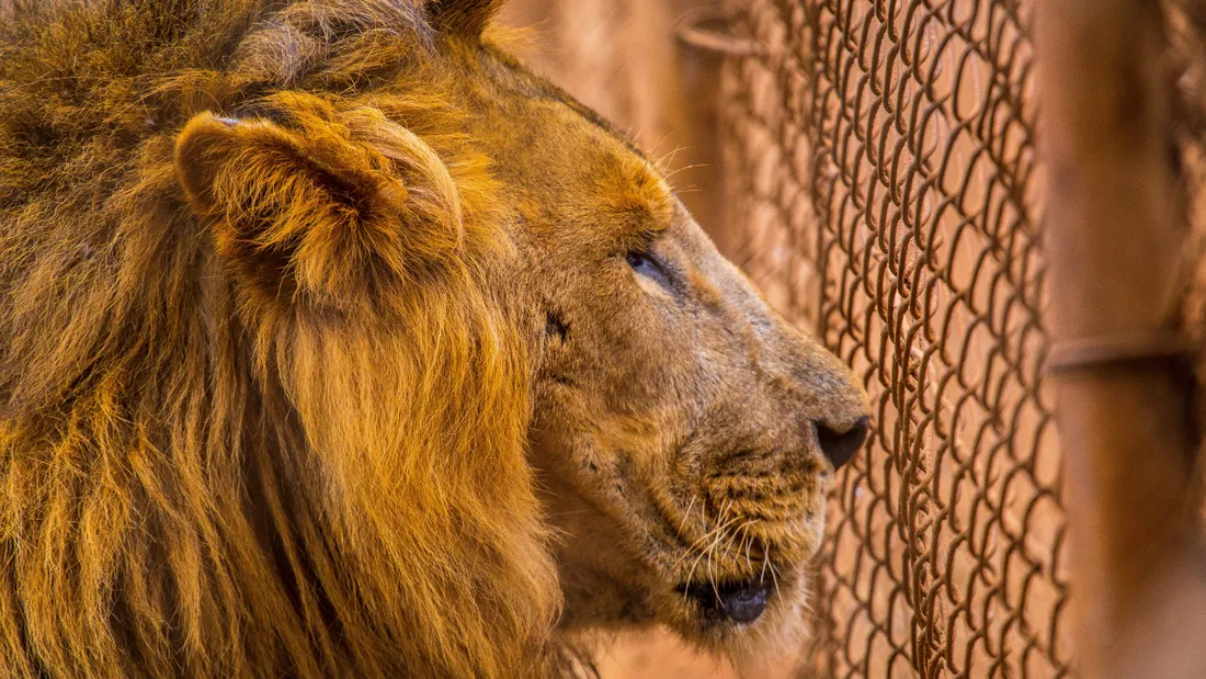 Trois lions étaient détenus toute la journée dans une cage de seulement 15 m2.