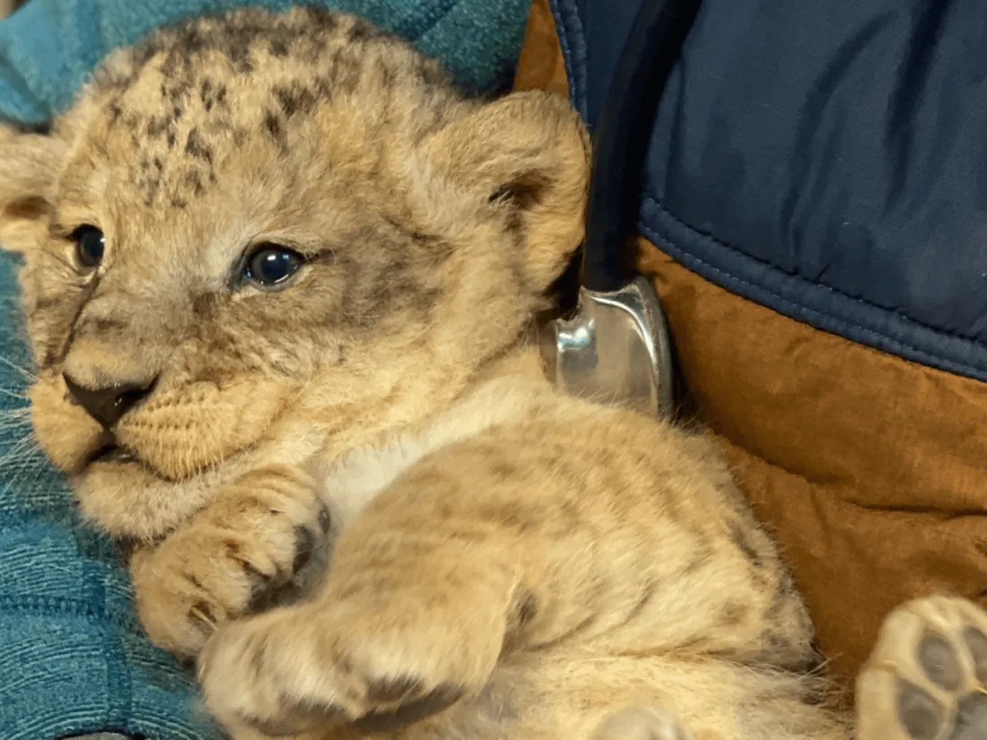 Naissance exceptionnelle de 4 lionceaux à Planète Sauvage