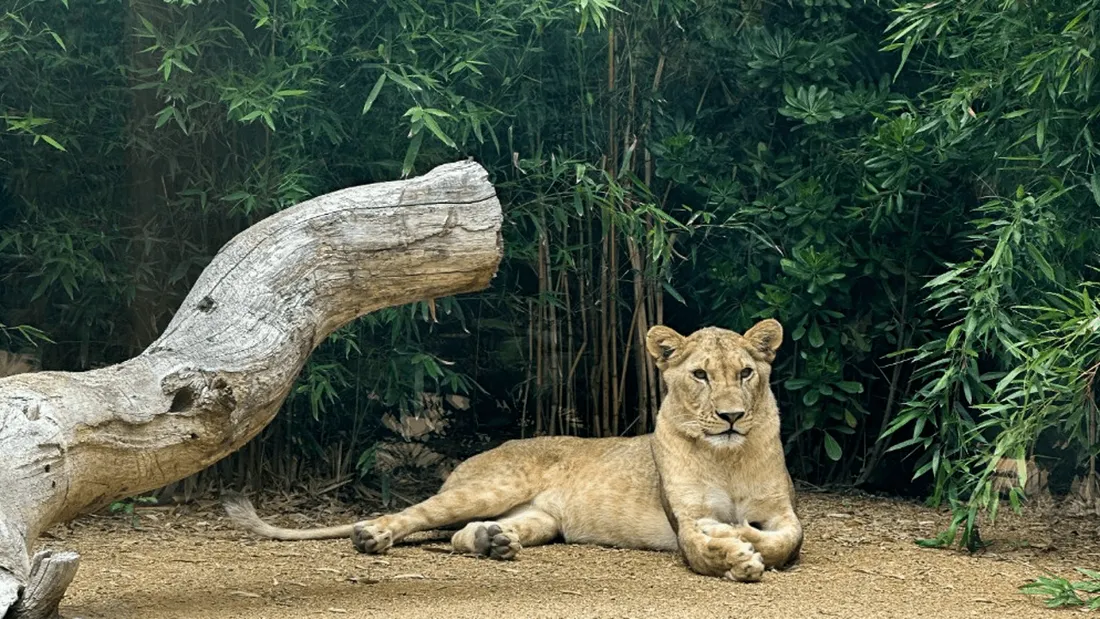 Une lionne fait son entrée au Zoo de La Flèche dans un tout nouvel espace