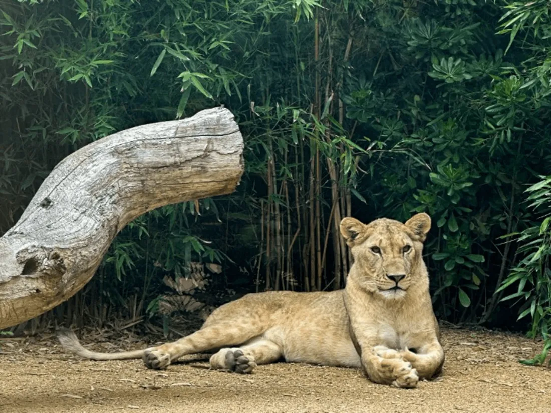 Une lionne fait son entrée au Zoo de La Flèche dans un tout nouvel espace