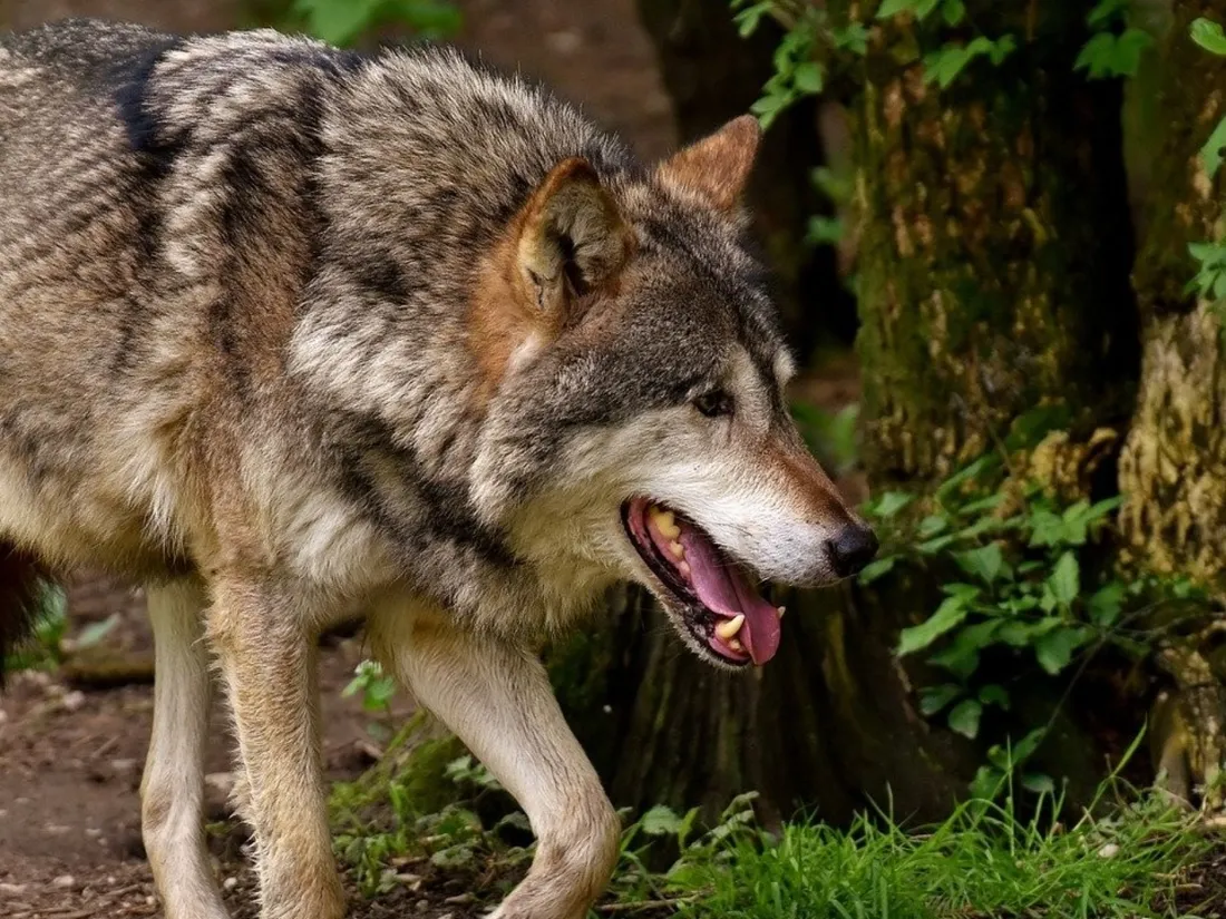 loup