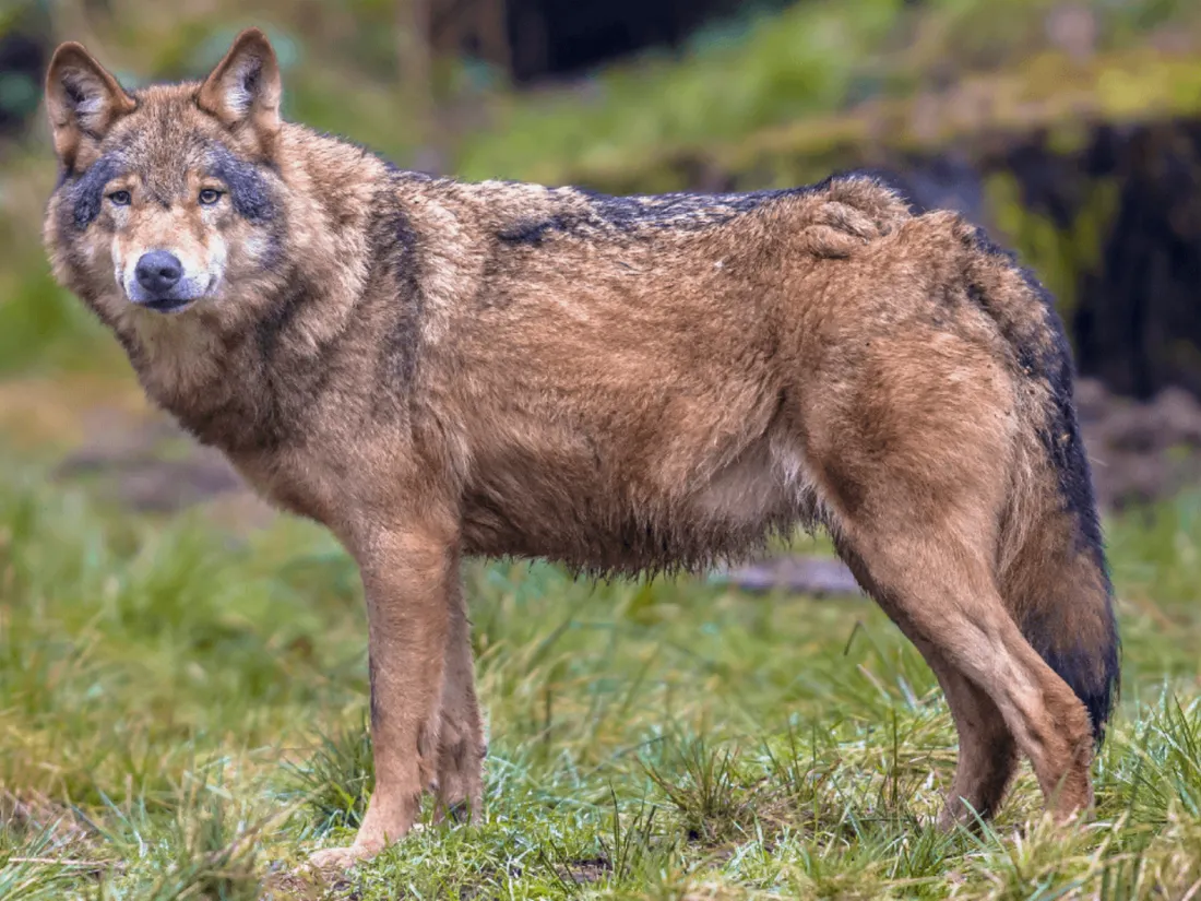 Loup