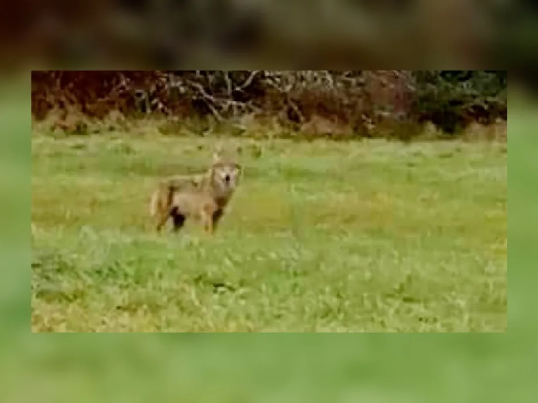 Loup photographié à Champagnac-la-Rivière (Haute-Vienne)