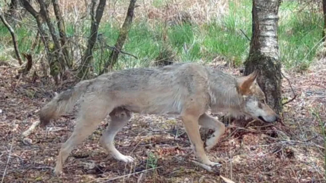 Le loup a été aperçu dans les monts d'Arrée, à Berrien.