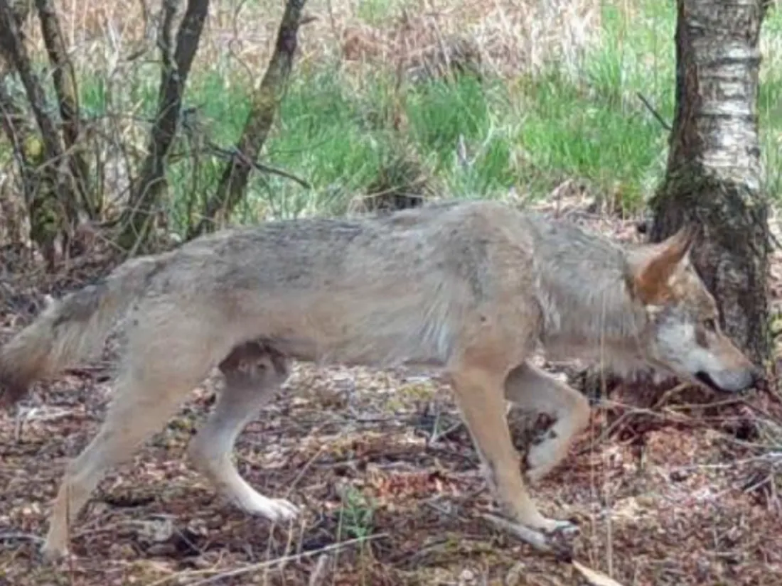 Le loup a été aperçu dans les monts d'Arrée, à Berrien.
