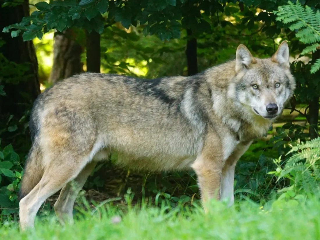 Un loup germano-polonais avait notamment été identifié dans le Finistère.