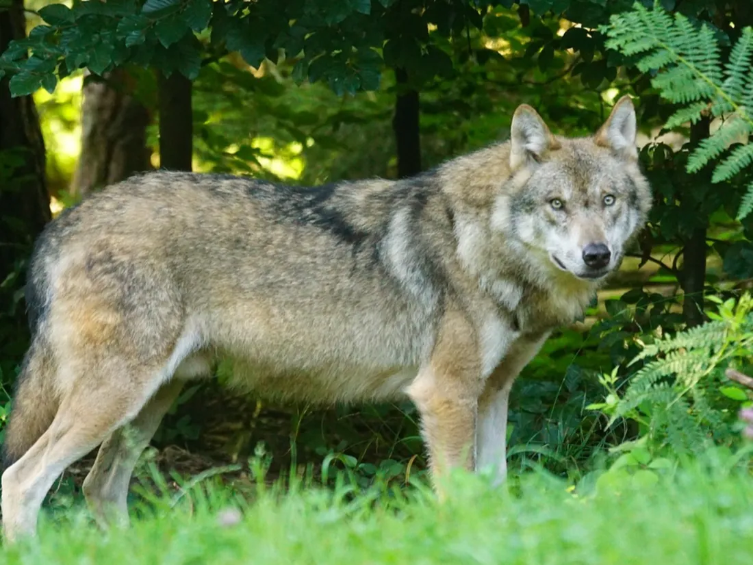 Deux loups germano-polonais ont été identifiés dans le Finistère à ce jour.