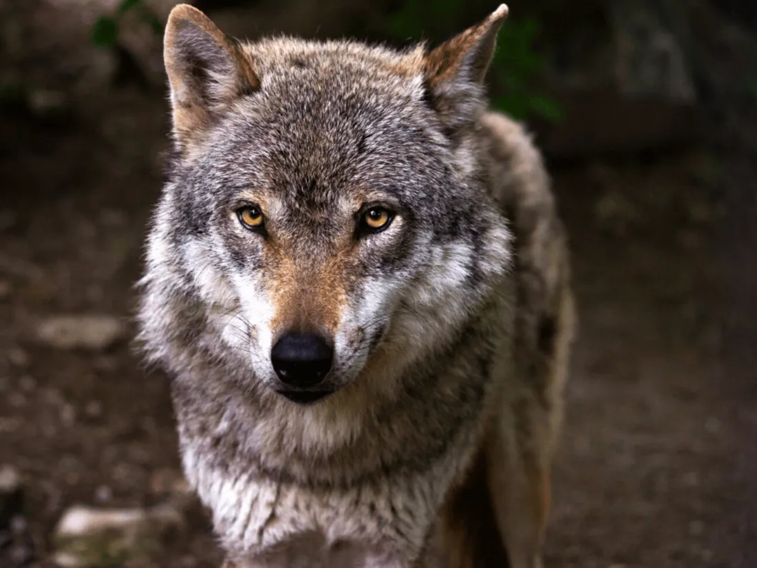 Loup observé dans la Vienne
