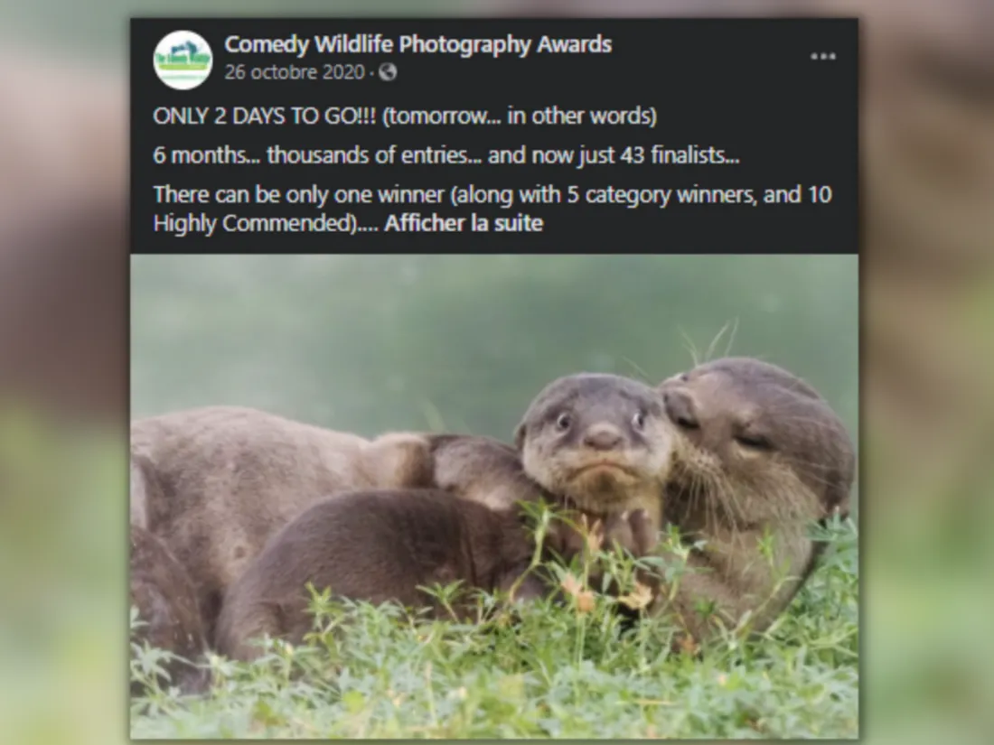 Comedy Wildlife Photography Awards 2020