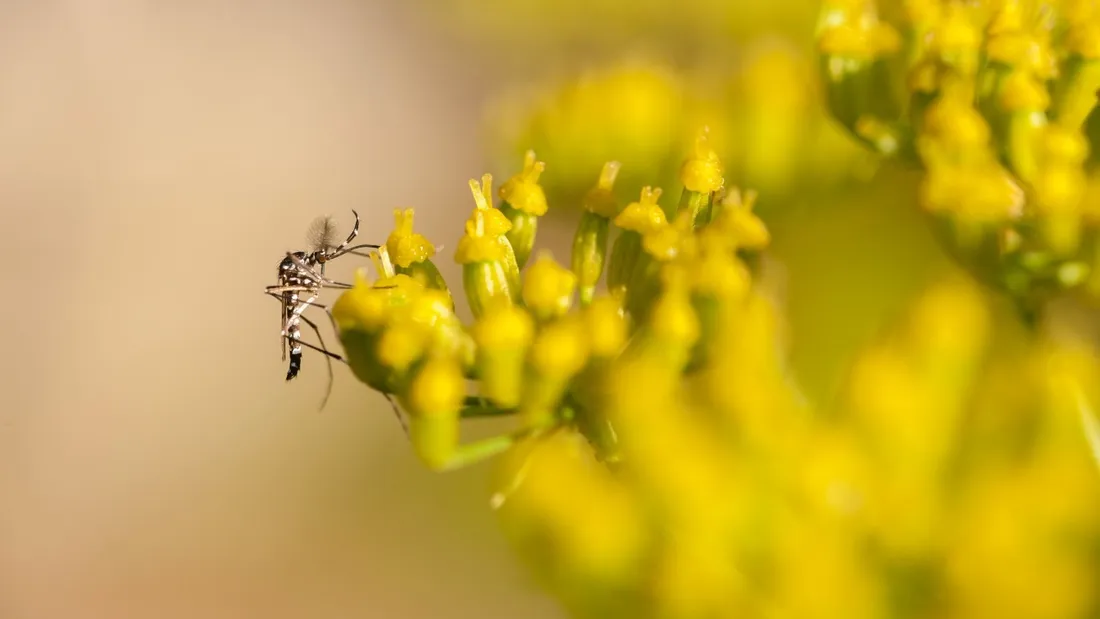 Invasion de moustique dans l'ouest de la France