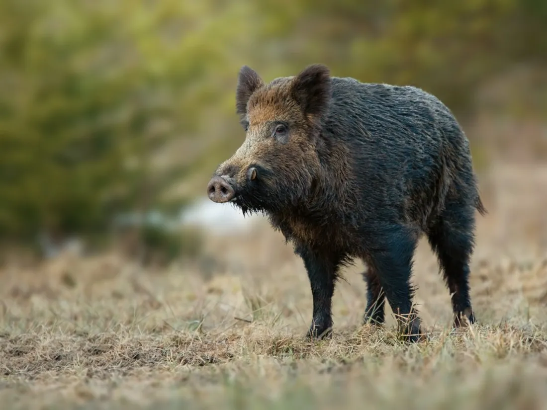 Sanglier