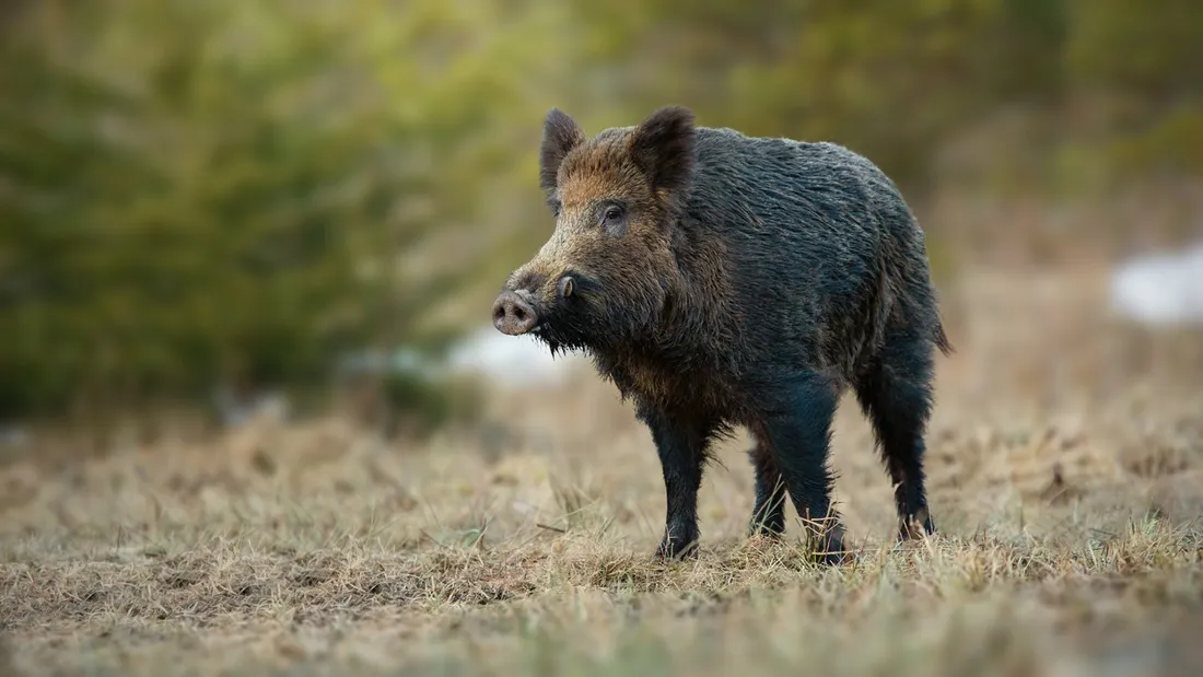 Sanglier