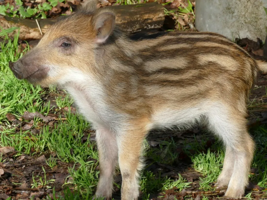 Matilda pèse désormais une quinzaine de kilos.