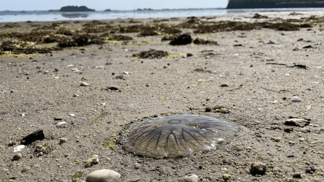 Les dangers cachés à la plage : les piqûres de méduses, comment réagir ?