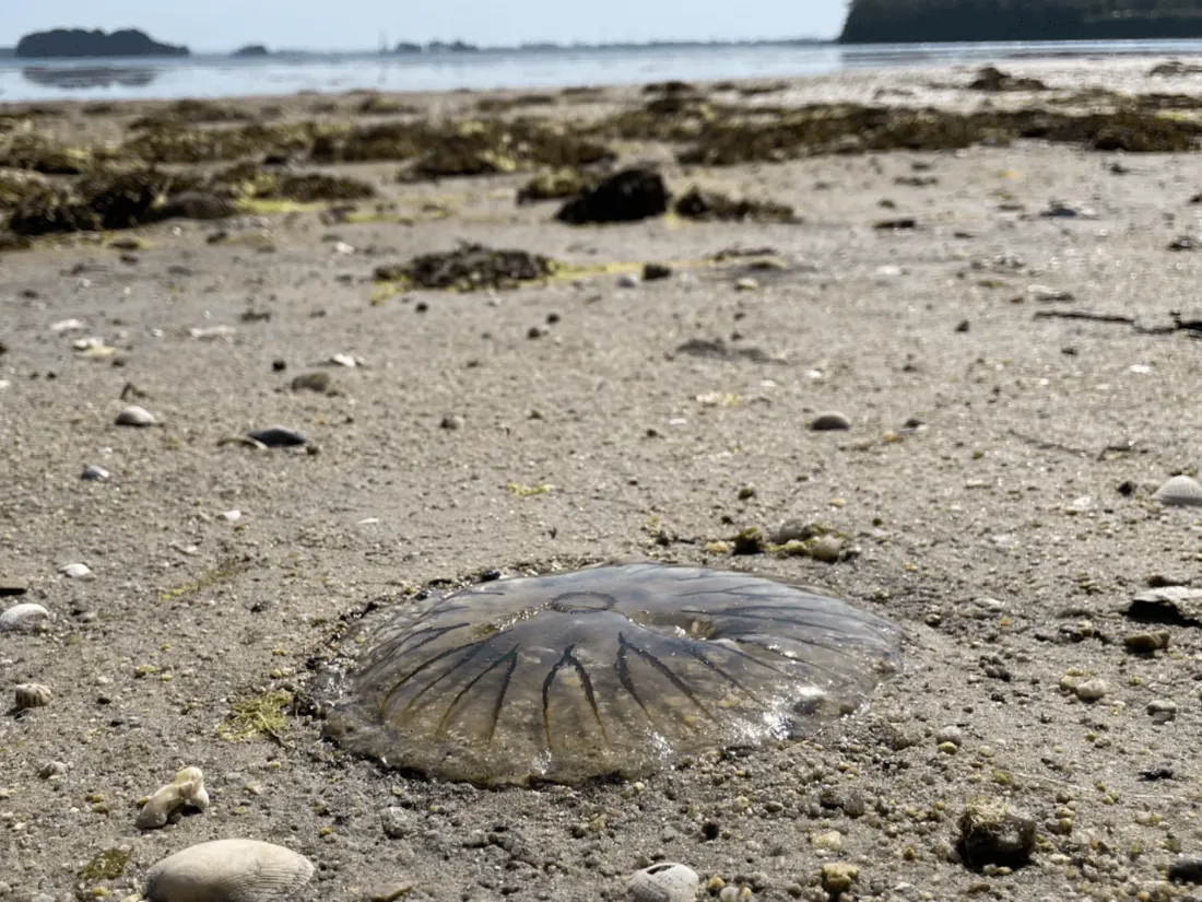 Les dangers cachés à la plage : les piqûres de méduses, comment réagir ?