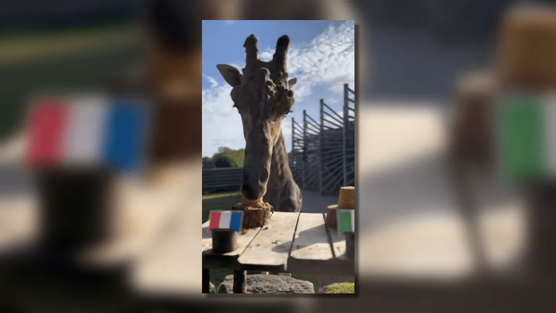 Obano la girafe