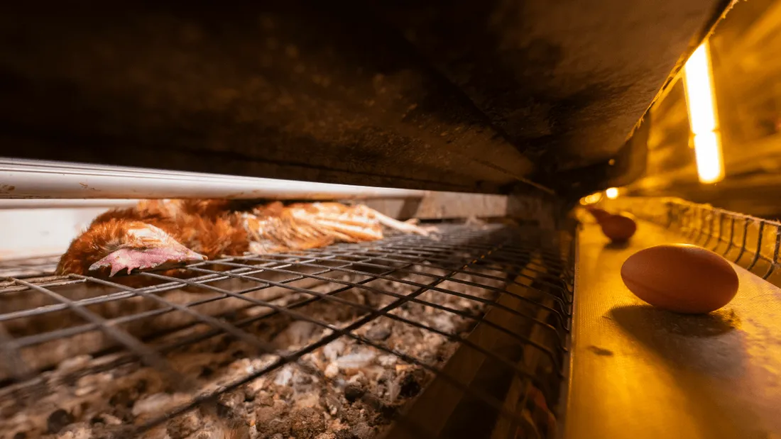 Deux-Sèvres: L214 dénonce des "violences" dans un élevage de poules, le groupe réfute