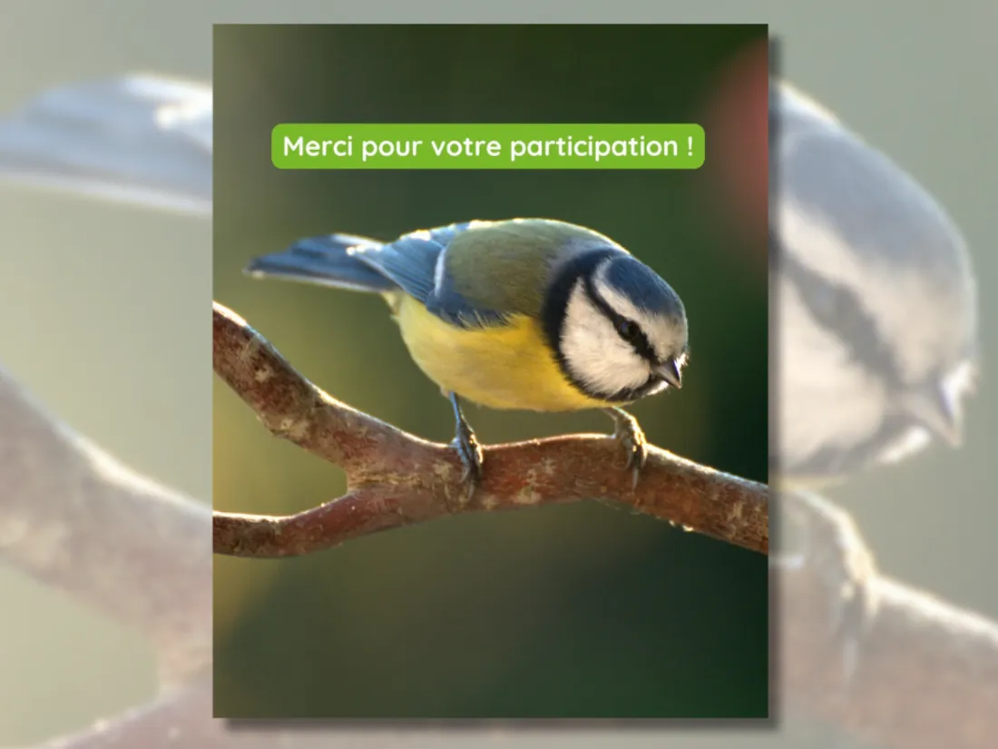 Bretagne Vivante vous invite à observer et compter les oiseaux qui visitent vos jardins.