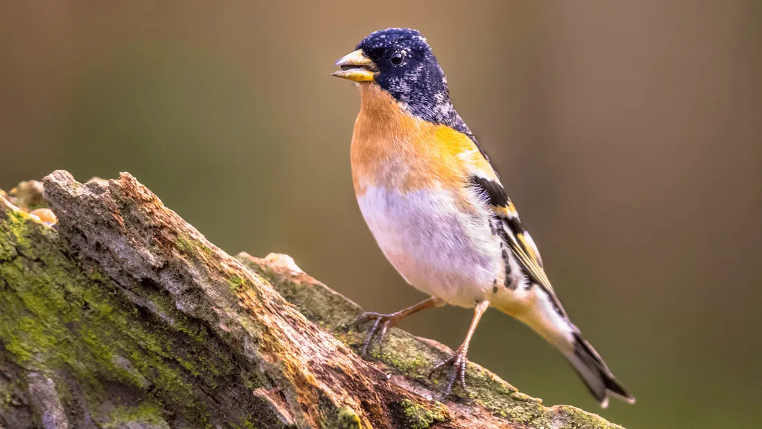  Pourquoi le nombre d'oiseaux a-t-il diminué de 25% en presque 40 ans en Europe ?