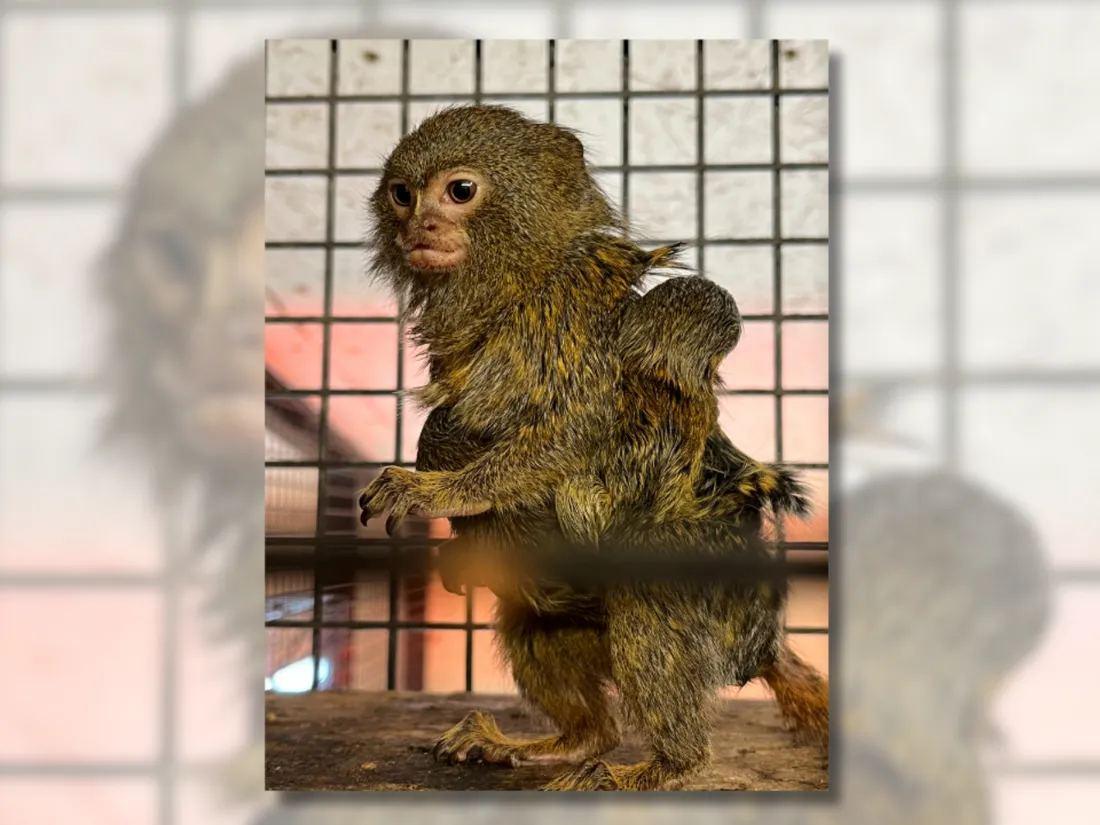 Prada et Pingakuy, un couple de ouistitis pygmées, ont donné naissance à deux petits.