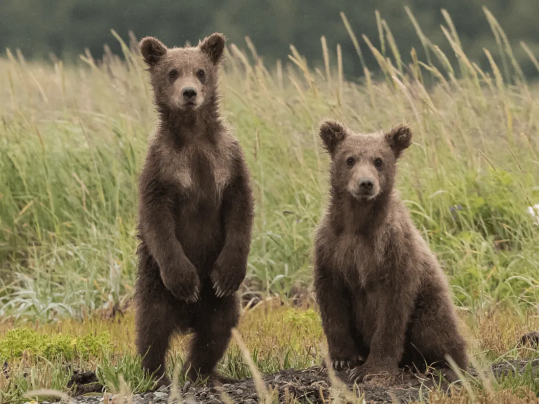 Ours brun