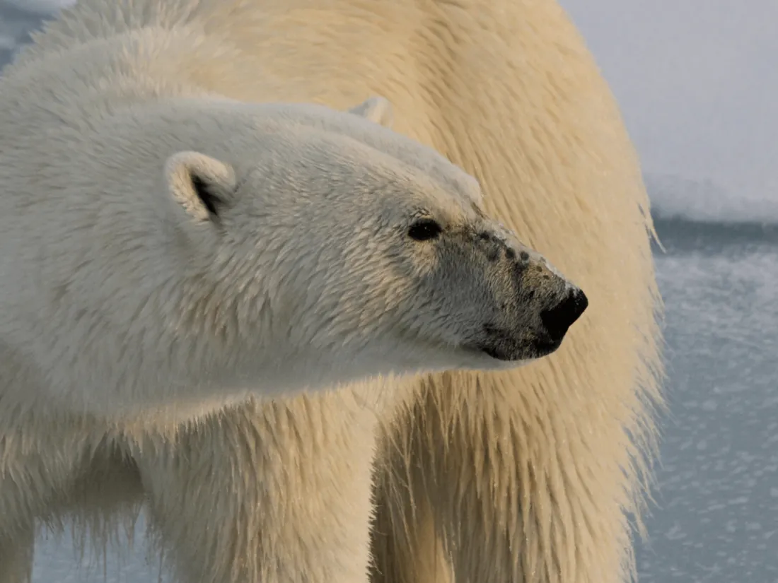 Une touriste française blessée par un ours blanc en Norvège