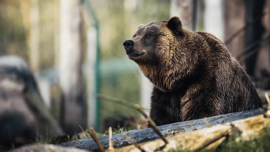 Un chasseur tue l'ourse qui l'a mordu