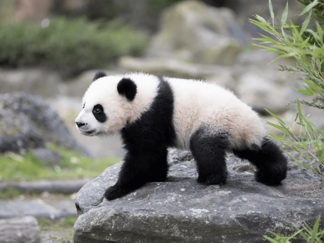 Roulades, escalade, chutes : les bébés pandas de Beauval ont fait leur première sortie !