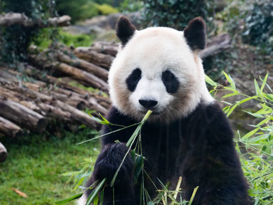 Panda Zoo de Beauval