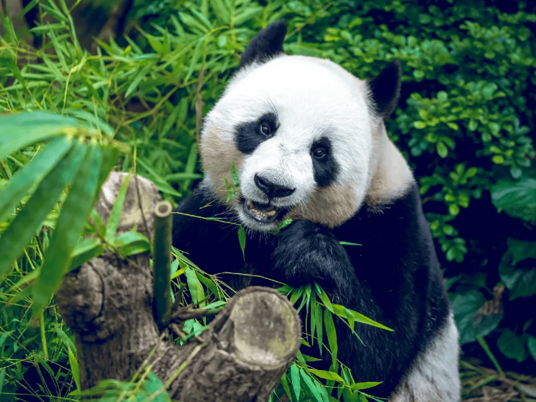 Deux ans après, ils se rendent compte que ce panda est une femelle et non un mâle