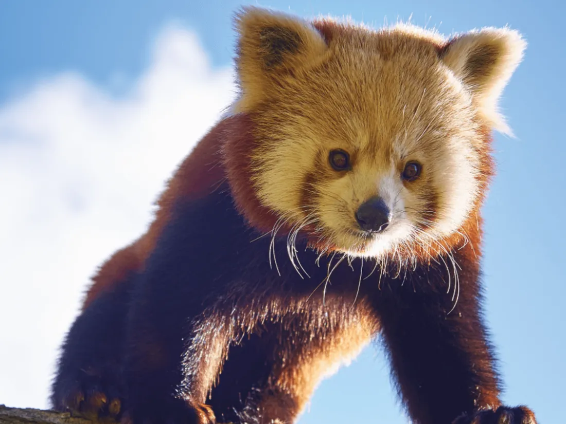« Une saison au zoo », c’est terminé sur France 4