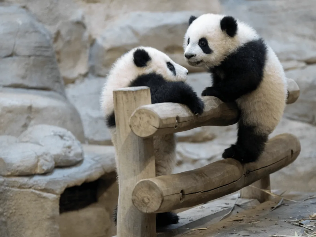 Les jumelles pandas du ZooParc de Beauval vont faire leur première sortie !