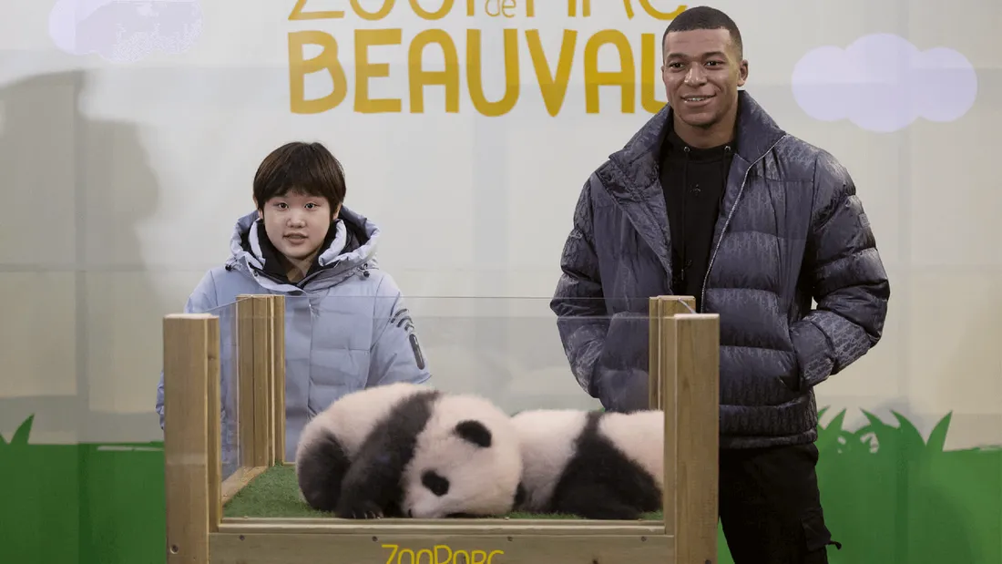 Les bébés pandas du Zoo de Beauval ont un nom !