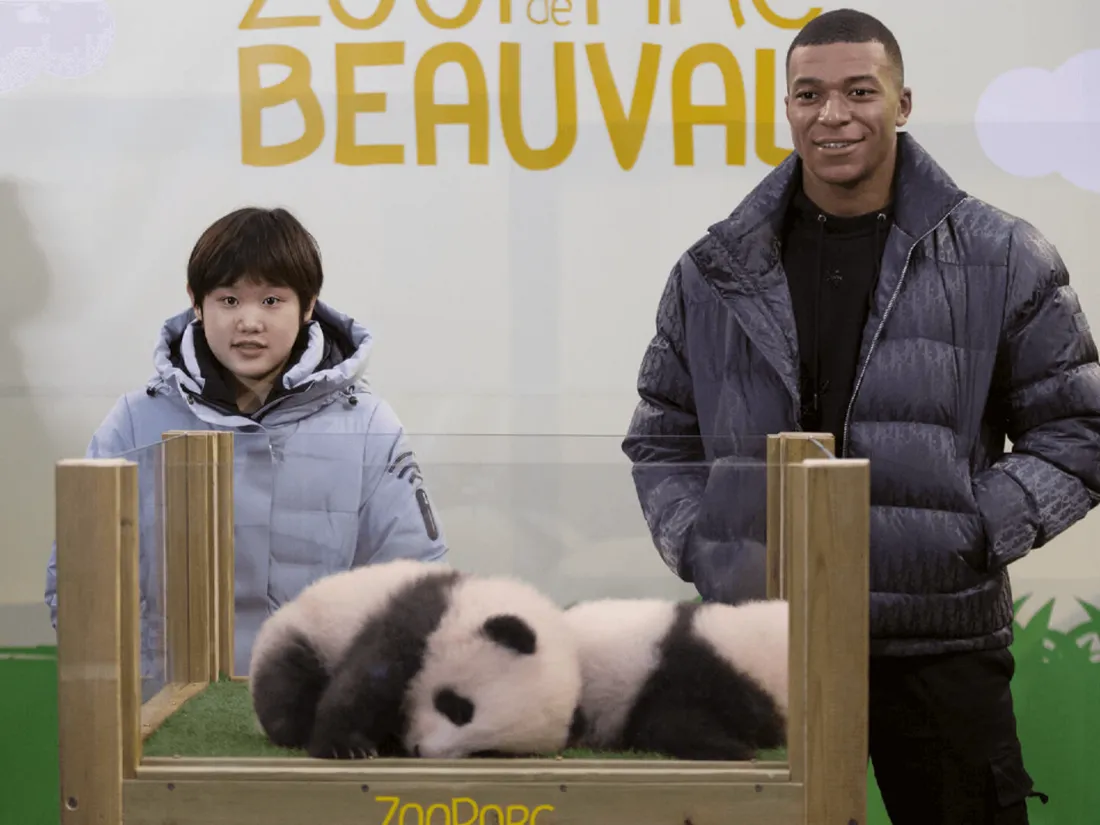 Les bébés pandas du Zoo de Beauval ont un nom !