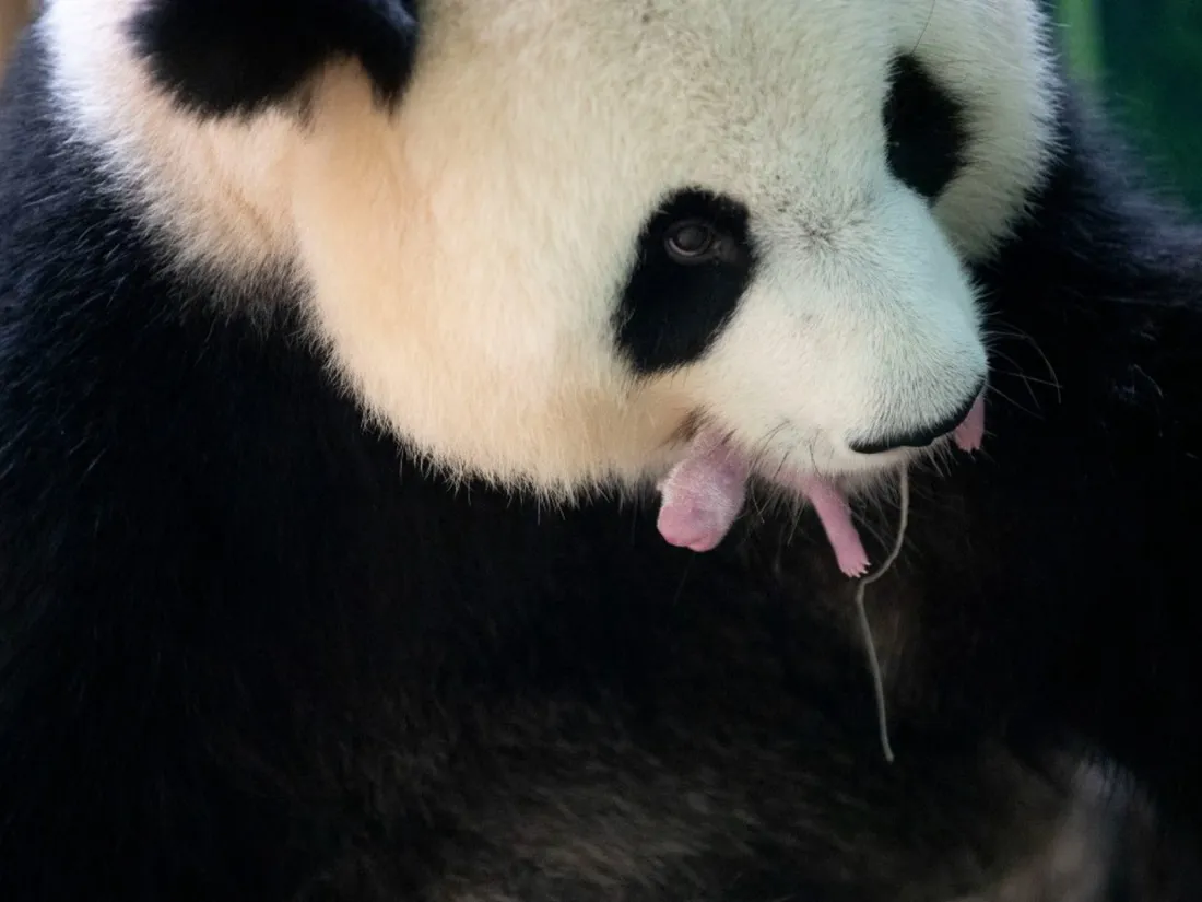 Bébé Panda
