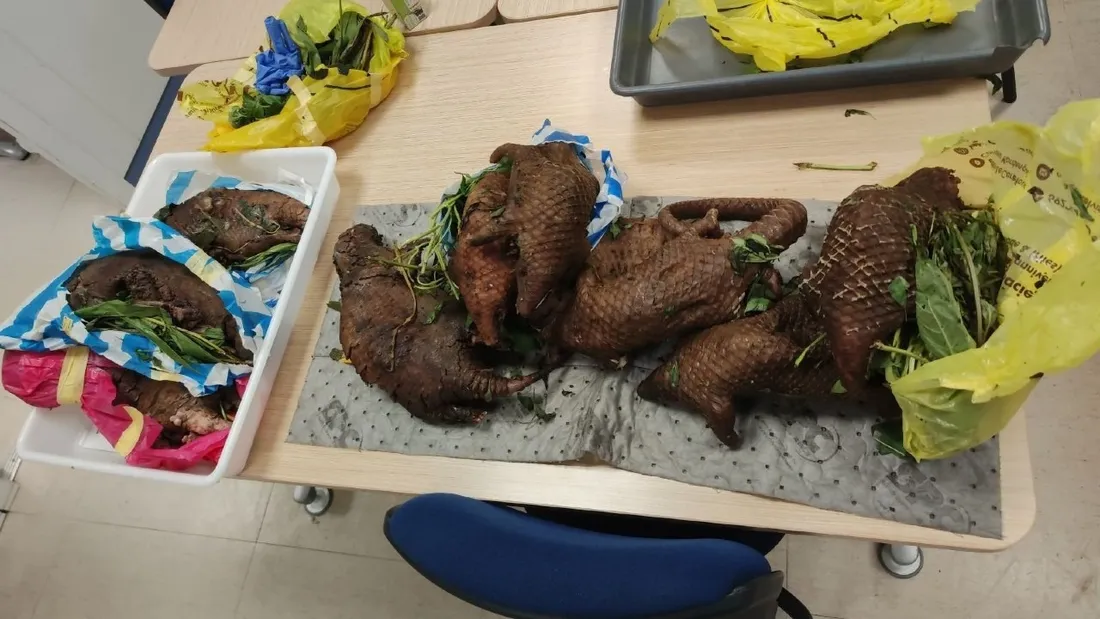 Onze pangolins saisis à l'aéroport de Bordeaux