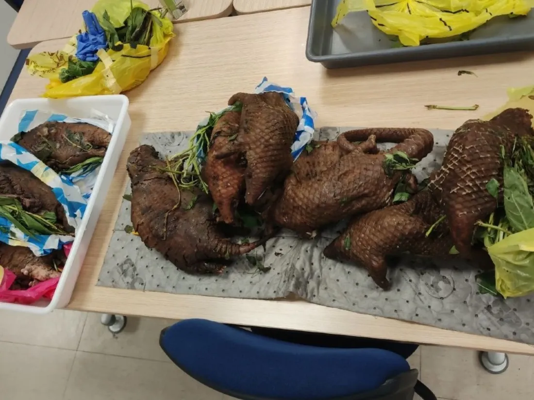 Onze pangolins saisis à l'aéroport de Bordeaux