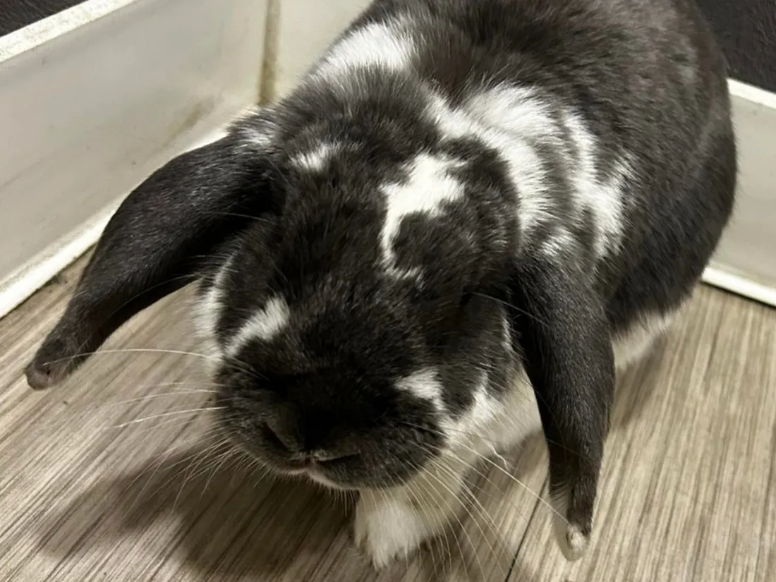 Panpan, le lapin qui a passé une nuit en garde à vue à Morlaix.