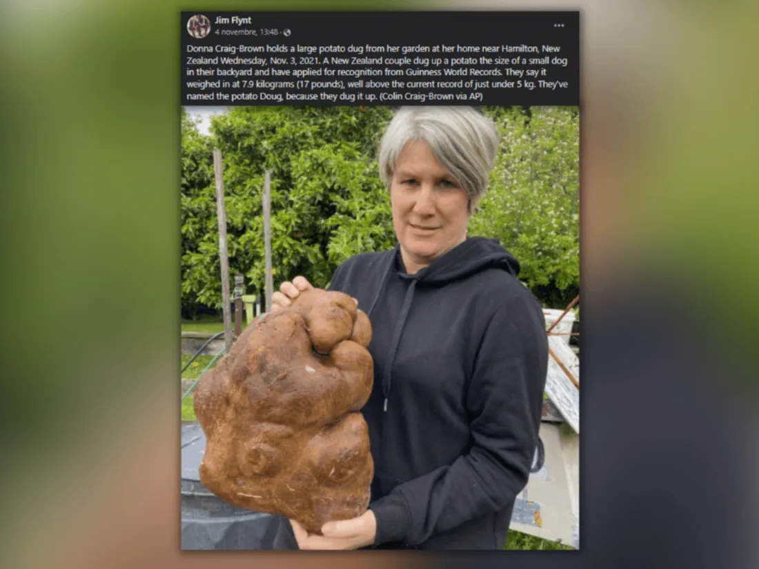 Plus grosse patate du monde de 7,9 kg