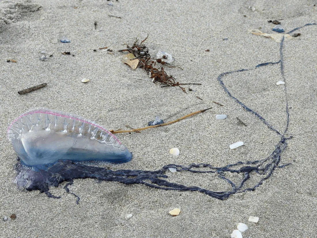 Des physalies observées sur des plages vendéennes : ne pas y toucher !
