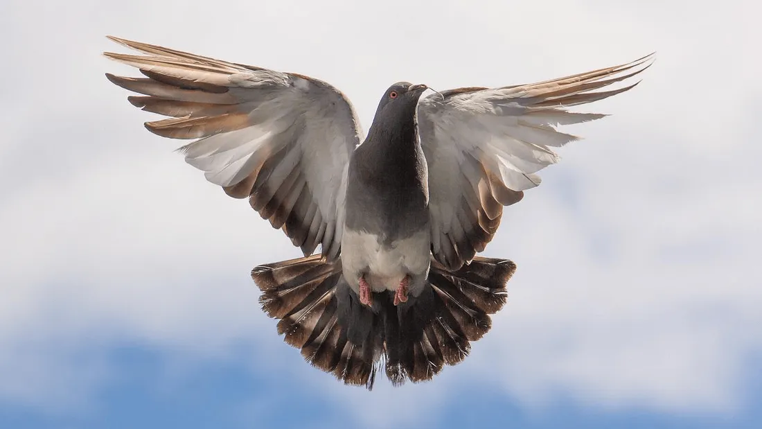 Un pigeon voyageur égaré a parcouru 6500 km !