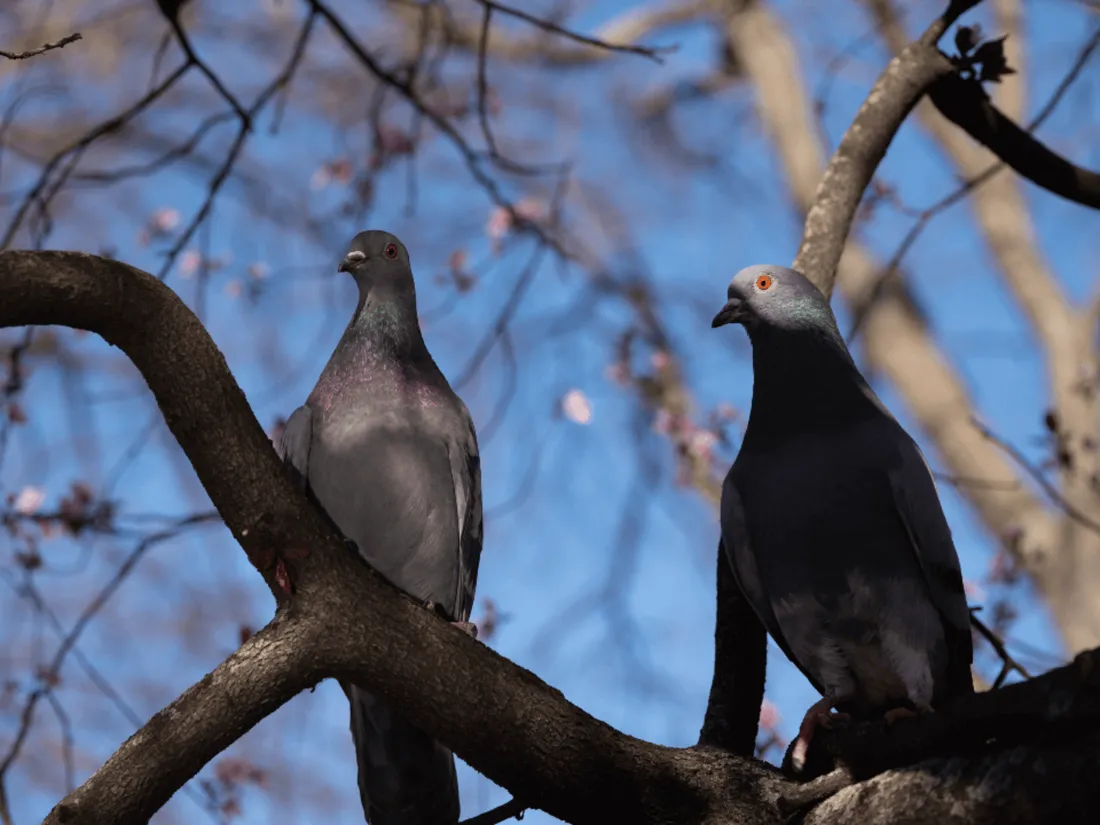 Pigeons