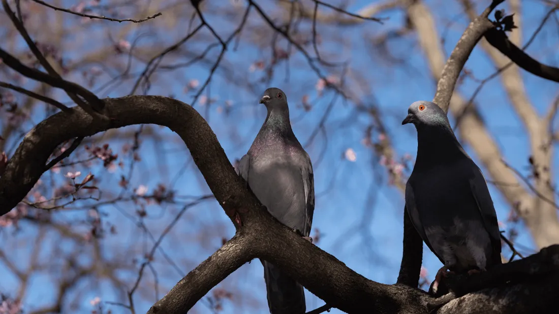 Pigeons