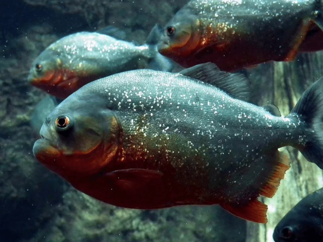 Attaque de piranhas fait une trentaine de blessés en Argentine
