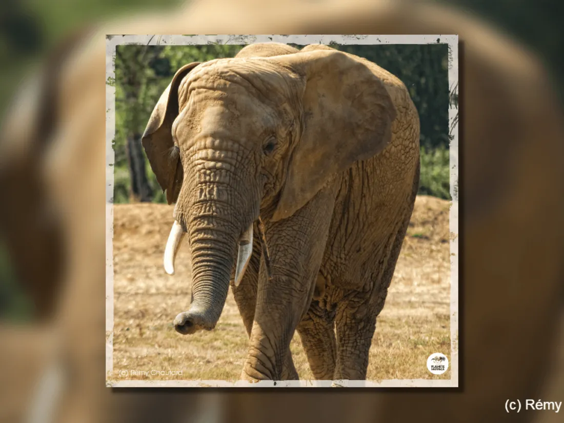 Planète Sauvage : décès de Flora, l'un des deux éléphants d'Afrique du parc zoologique