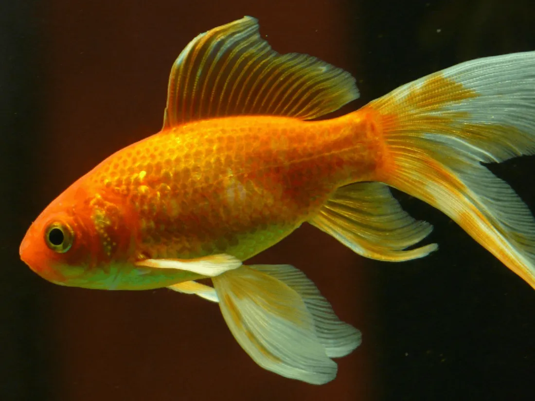 Les poissons rouges peuvent conduire sur terre, selon une étude israélienne